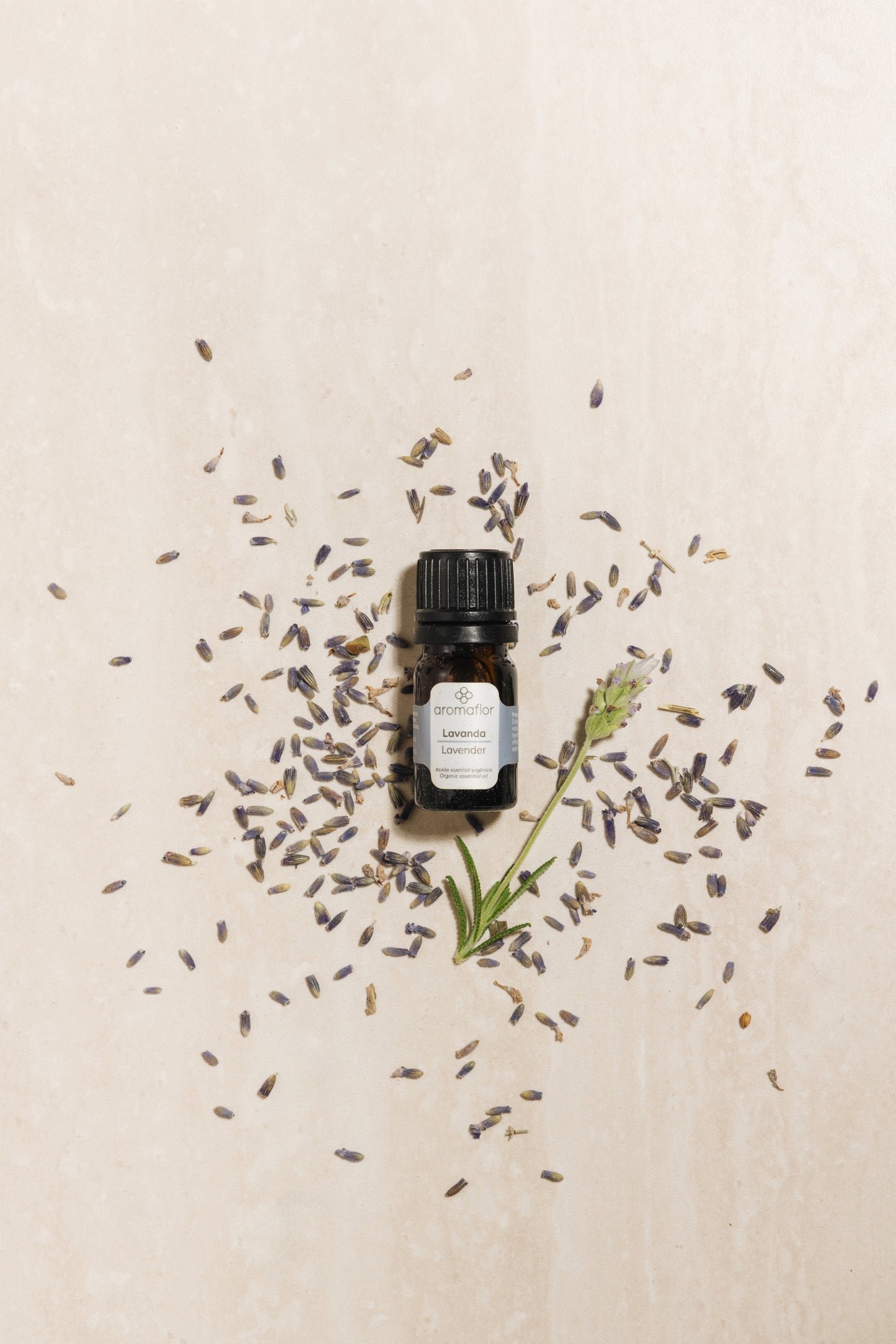 Lavanda